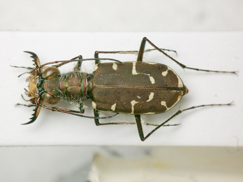 Cicindelinae